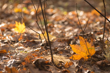 fallen maple leaves  closeup selective focus