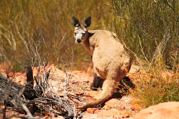 Photo sur Plexiglas Kangourou One wild kangaroo sitting on the ground in national park and staring at me.