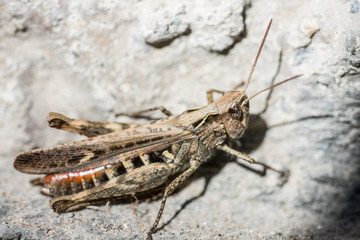 Cavalletta su un muro