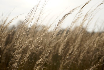 Obraz premium Background With Dry Yellow Grass