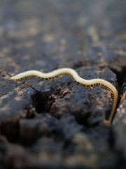Tausendfüssler im Holz