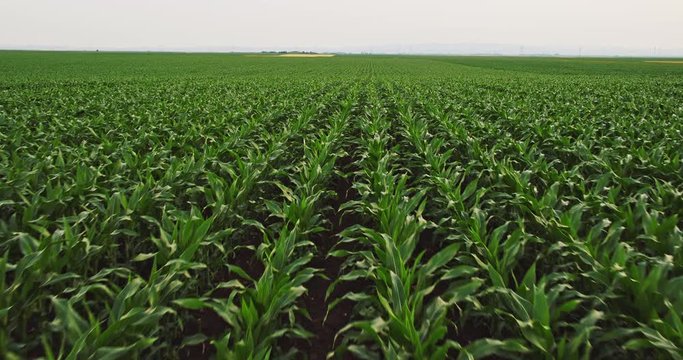 Aerial drone shot of a corn maize field, agricultural landscape