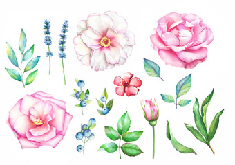 Watercolor hand drawn floral collection with leaves, blue berries and flowers isolated on white background.