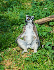 Lemur catta