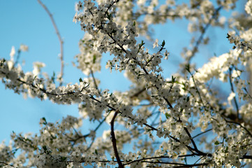Spring cherry tree flowers