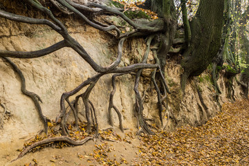 Root gorge near Kazimierz Dolny, Poland