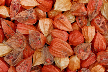 Nahaufnahme herbstlicher Kelchblätter von Physalis alkekengi mit Beeren