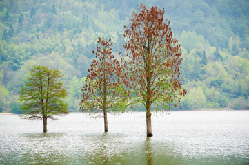 Naklejki  zalane trzy samotne drzewa krajobraz na wiosnę. gładka woda.