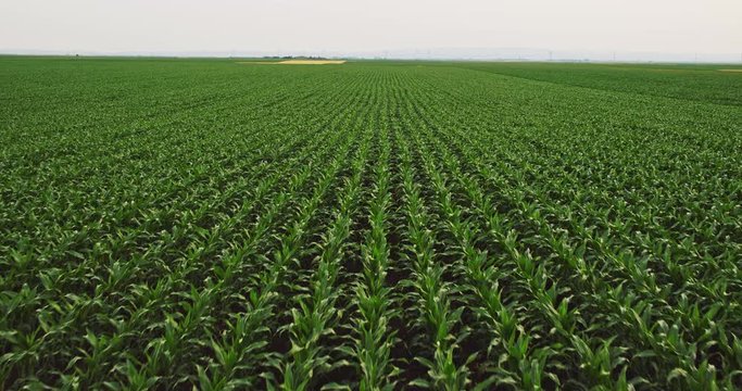 Aerial drone shot of a corn maize field, agricultural landscape