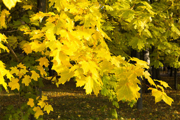 Autumn maple leaves. October Background
