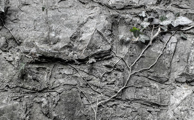 Twig of ivy on a stone wall