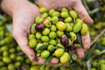 Olive in mano