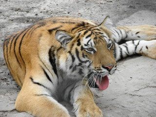 Fototapeta na wymiar Tiger yawns