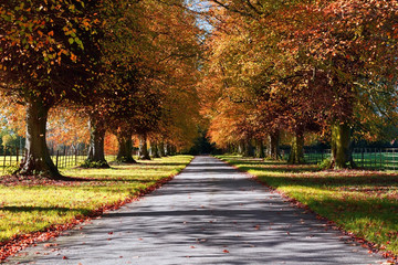 Naklejka premium Avenue of Autumn trees and leaves