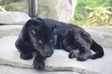 jaguar © fernandez