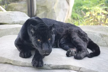 Fototapete Panther Jaguar  © fernandez