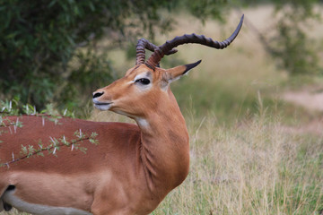 Portrait of an impala in the Kruger National Park, South Africa