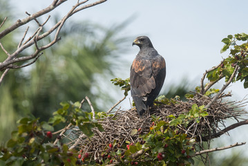 Hawk on Nest