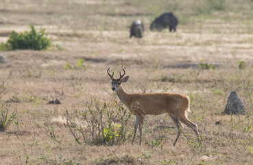 Grazing deer