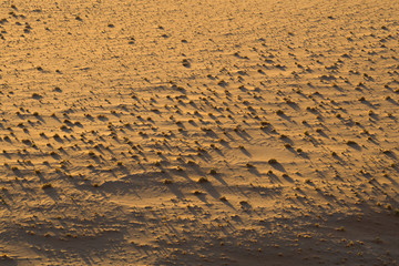 First light on the bushes in the desert