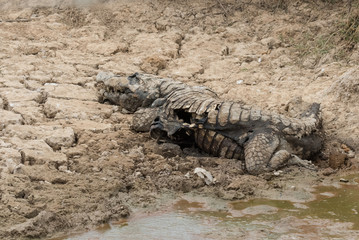 Dead Caiman