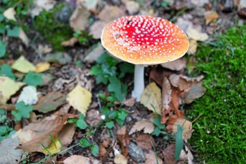 Fliegenpilze auf dem Berg Monte Tamaro in Rivera in Tessin in Südschweiz