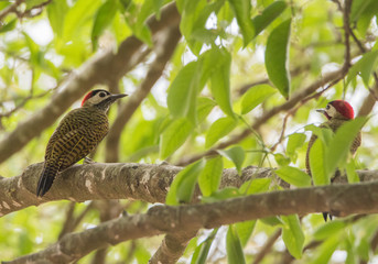 Woodpecker on Branch