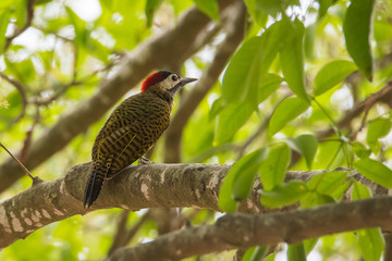 Woodpecker on Branch