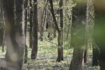 Crimean spring forest