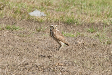Burrowing Owl
