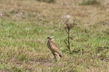 Burrowing Owl