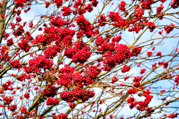 branches of a mountain ash against the sky