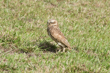 Burrowing Owl