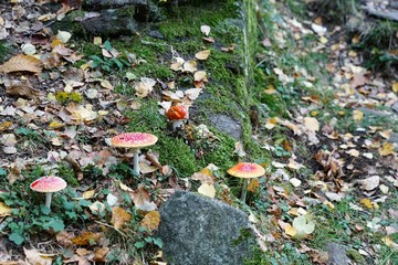 Fliegenpilze auf dem Berg Monte Tamaro in Rivera in Tessin in Südschweiz