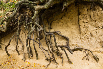 Root gorge near Kazimierz Dolny, Poland