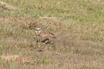 Burrowing Owl