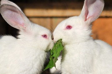 Two white rabbits eat green juicy grass in a cage.
