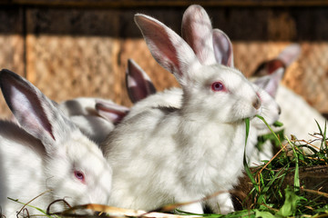 Many white rabbits eat green juicy grass in a cage.