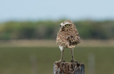 Burrowing Owl on Fence
