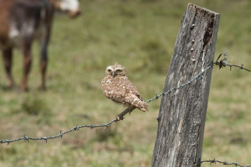 Burrowing Owl on Fence