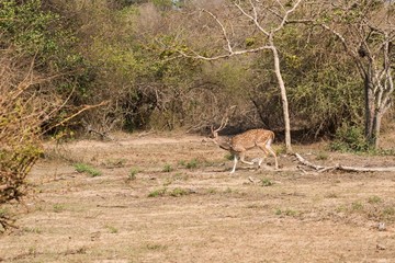 Indian deer (Axis axis) in Yala National Park in Sri Lanka.