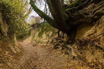 Fototapeta premium Root gorge near Kazimierz Dolny, Poland