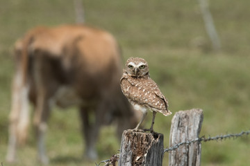 Burrowing Owl on Fence