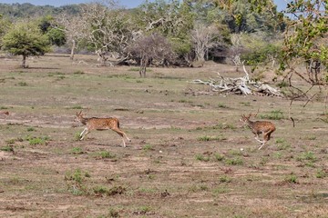 Indian deer (Axis axis) in Yala National Park in Sri Lanka.