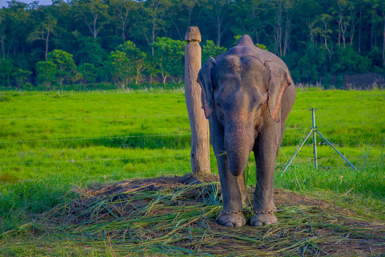 Chained elephant in a wooden pillar at outdoors, in Chitwan National Park, Nepal, cruelty concept