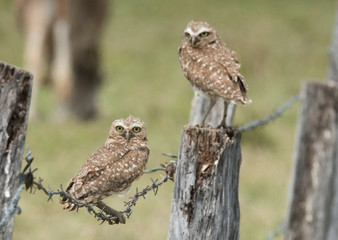 Burrowing Owl on Fence