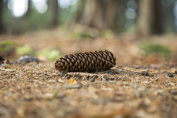 Pine cone lie on the ground