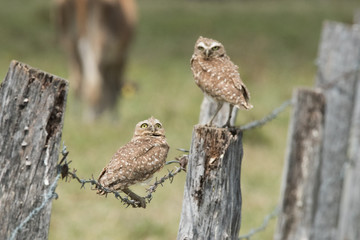 Burrowing Owl on Fence