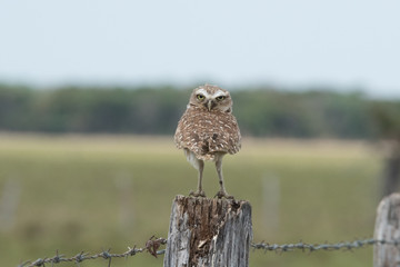 Burrowing Owl on Fence