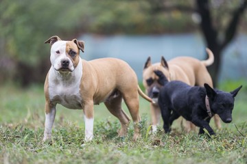american staffordshire terrier dog